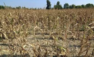 trigo-en-sequia-300x185