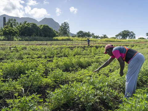 20241018_UNEP_Climate Action_St. Kitts and Nevis_Duncan Moore4385