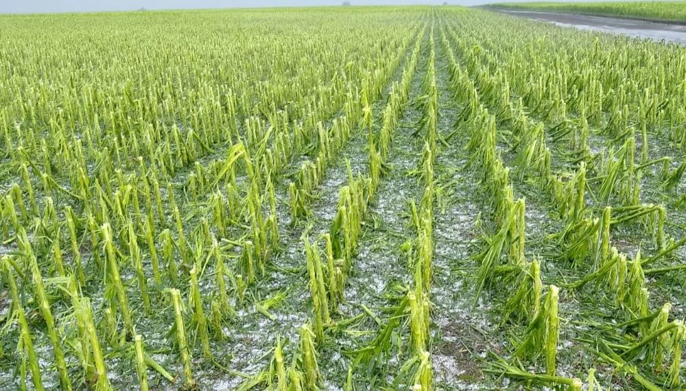 Maiz-Granizo-Temporal-