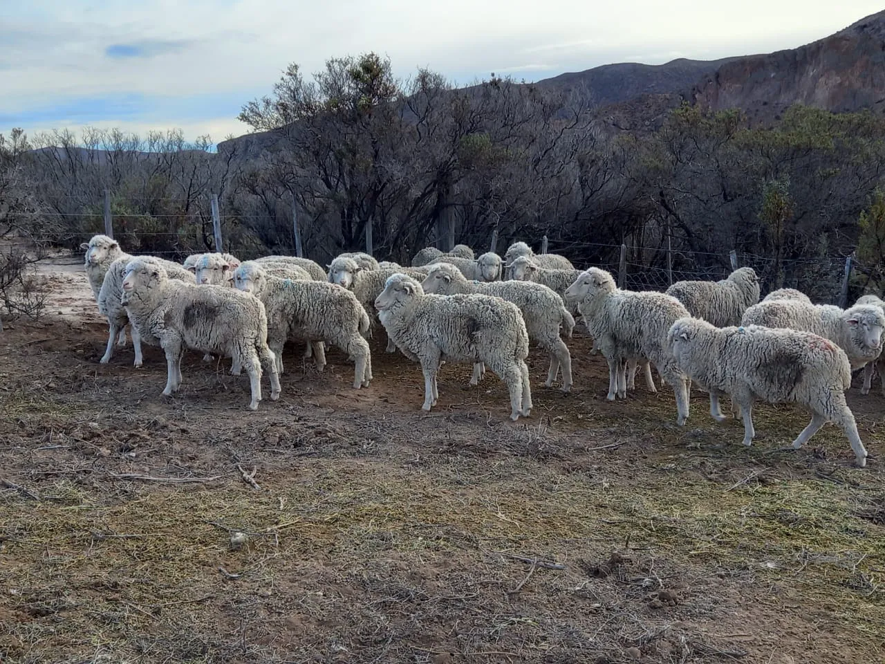 WhatsApp_Image_2025-06-23_at_1.56.36_PM