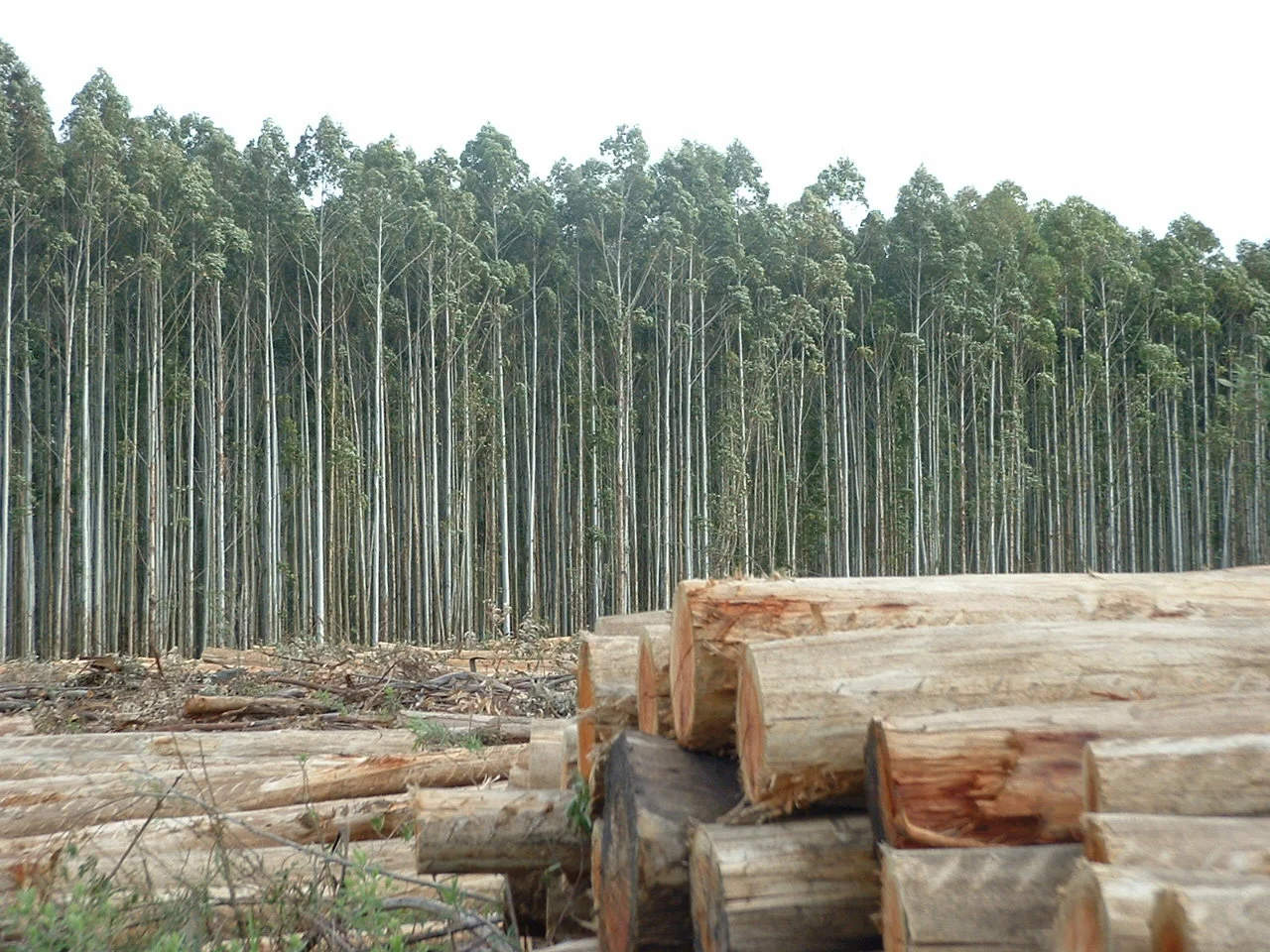 forestoindustria