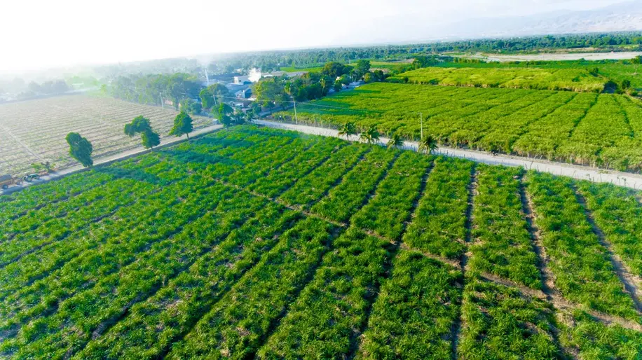 Barbancourt-cane-fields-Haiti.jpg