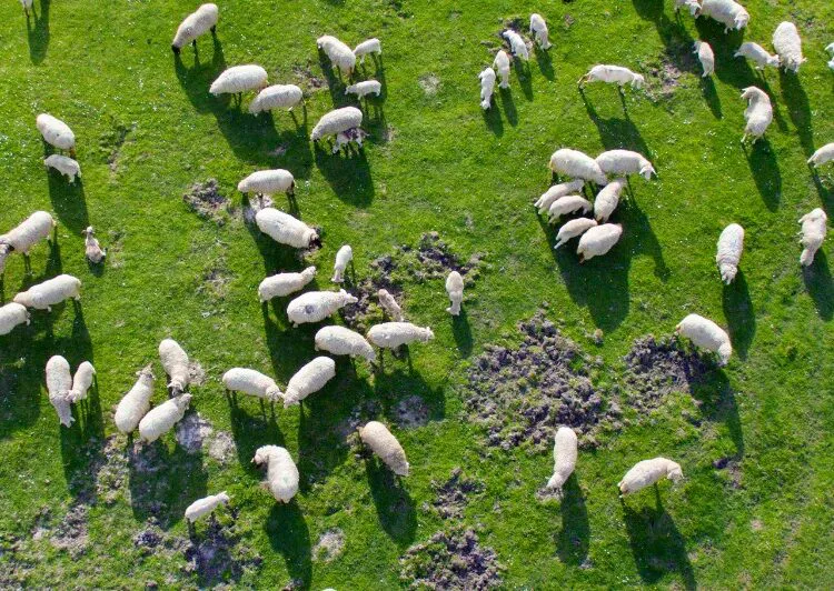 sanidad-animal-vegetal-750x532