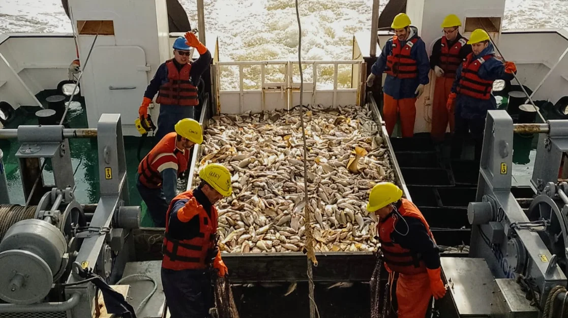 corvina_julio_2026