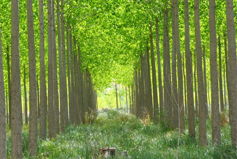 bosques_1