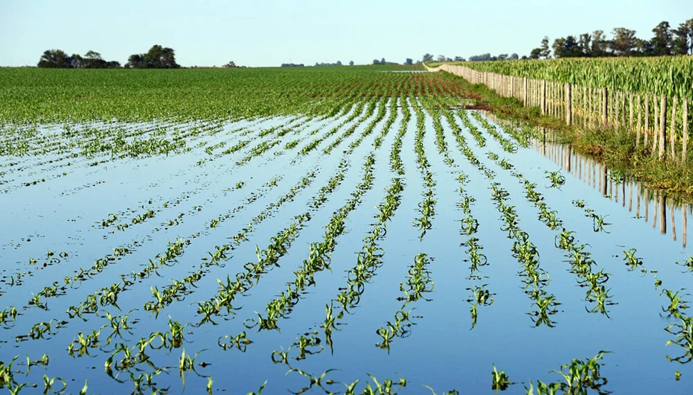 maiz-inundado-infocampo