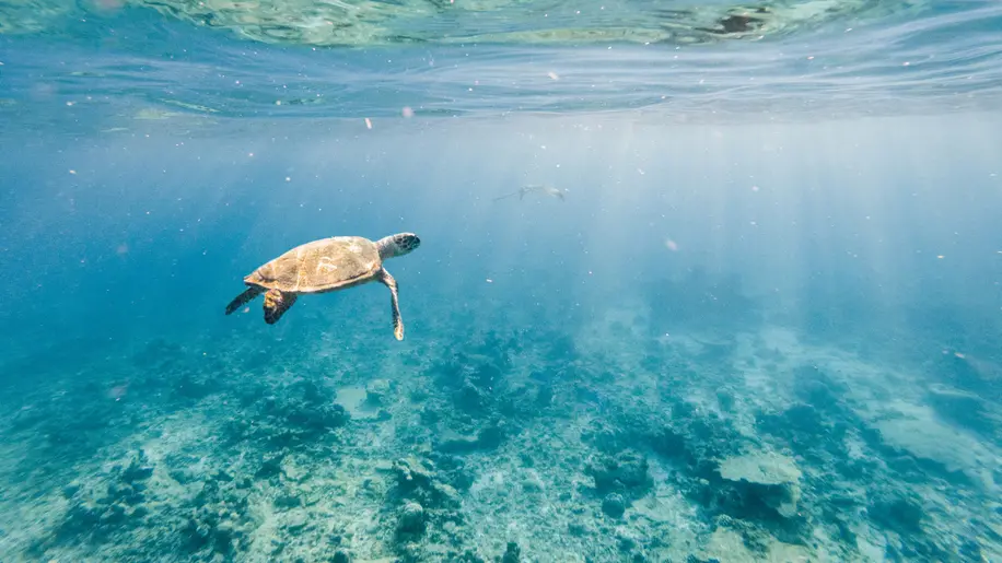 tortoise-ocean-blue-bonds-GettyImages-1295501748.jpg