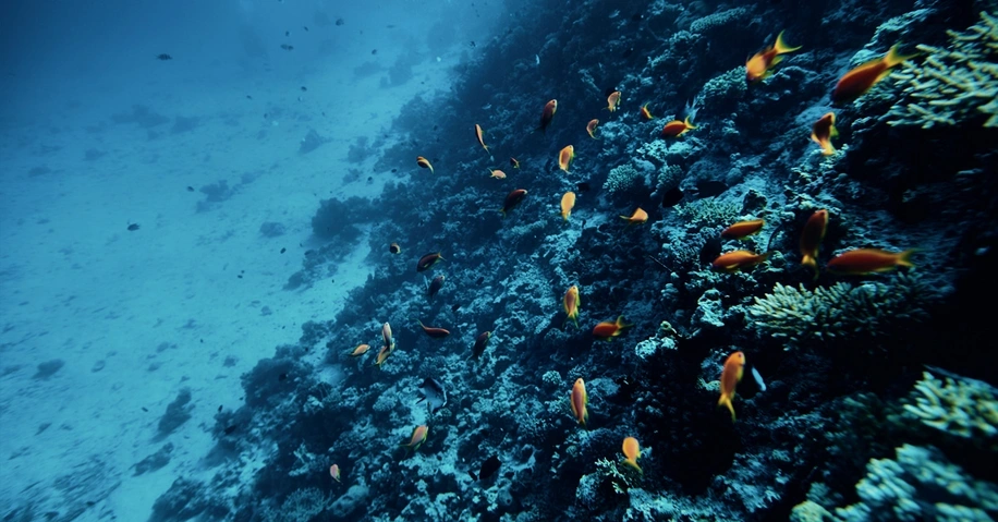 Blue_Bonds_0.jpg (1)