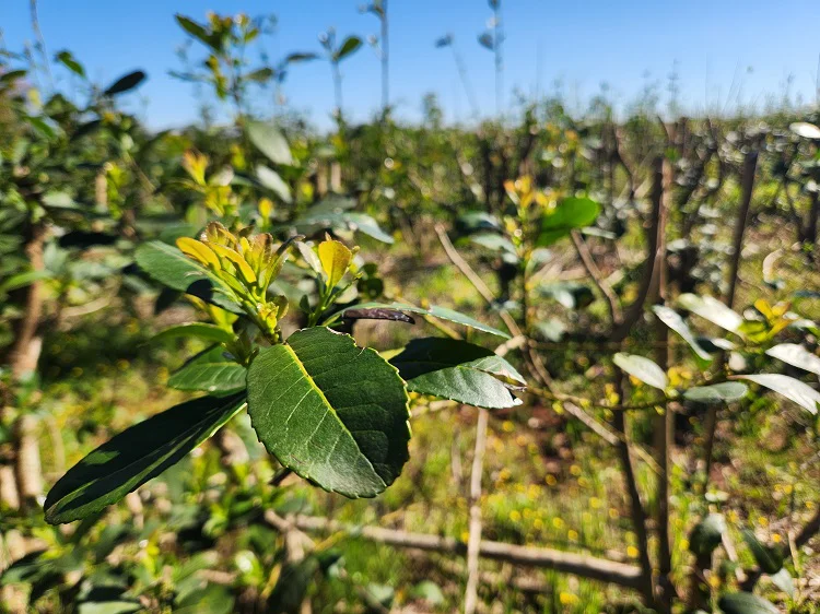yerba-mate-Las-Marias-Gdor-Virasoro-4