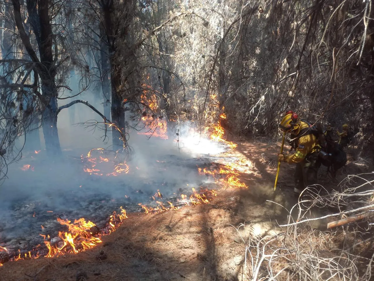 1768837352WhatsApp Image 2026-01-19 at 10.20.35 AM